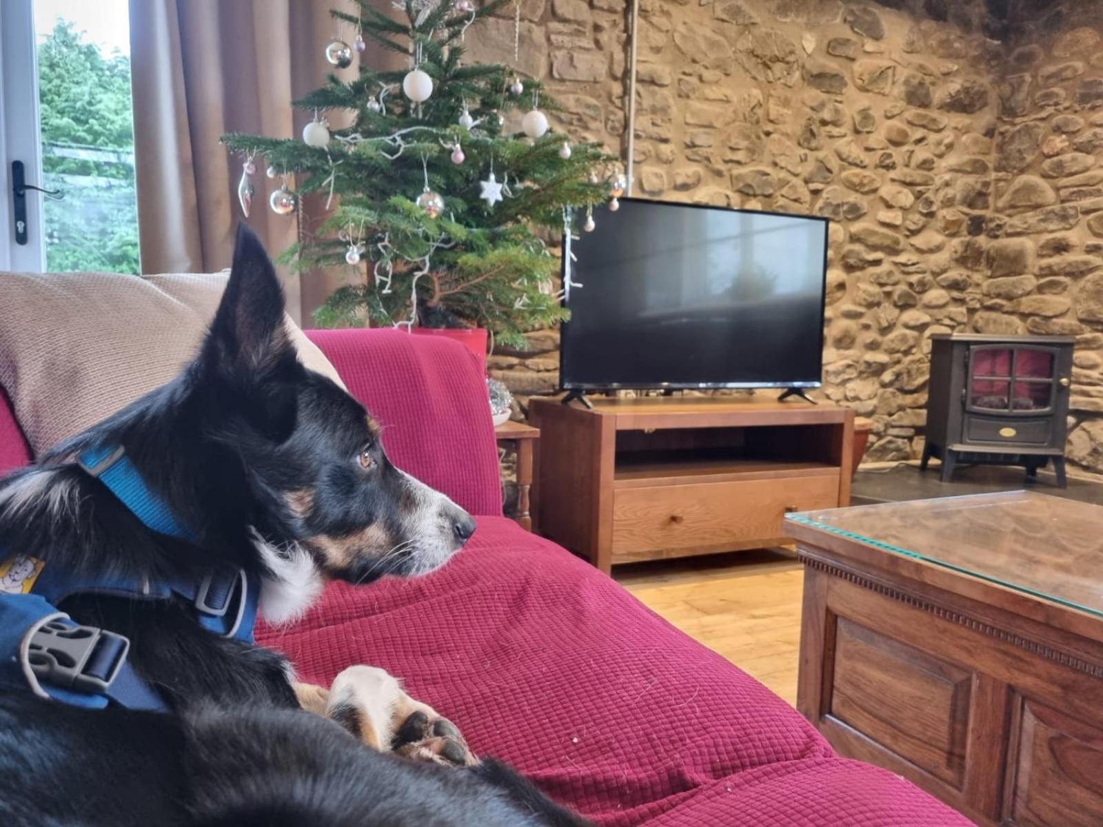 Pippin Lodge Llanwrda Экстерьер фото